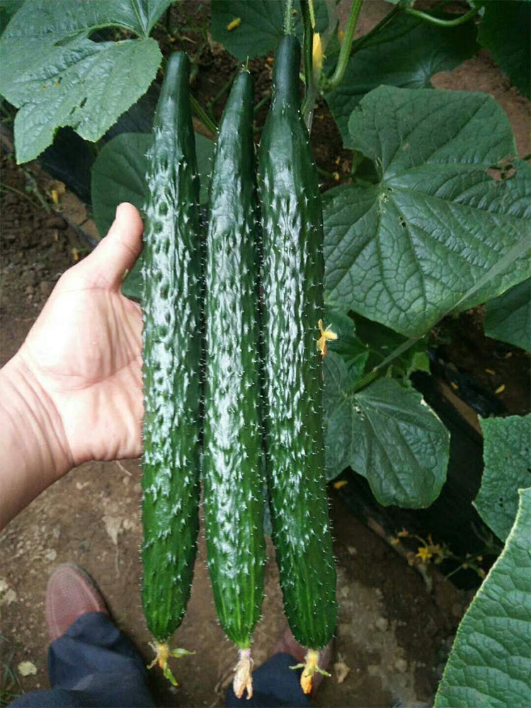 'Holland Spring-Autumn Shiny Pioneer' F1 Cucumbers