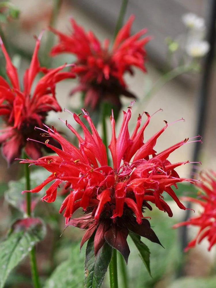 'Red Shades' Bee Balm