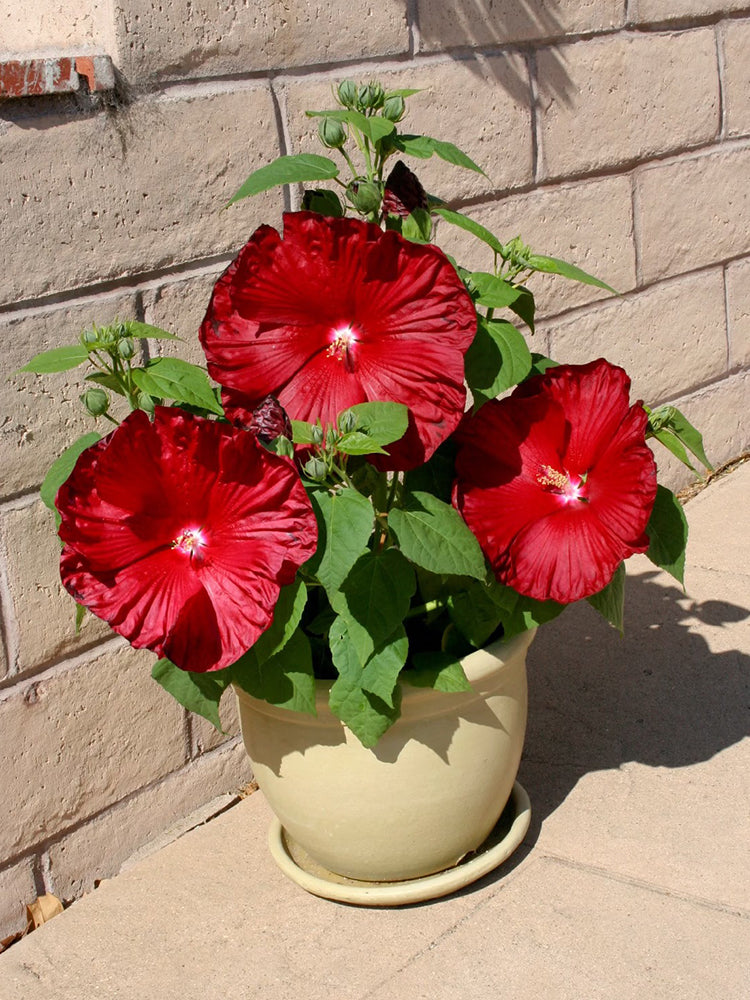 Swamp Rose Mallow Mixed