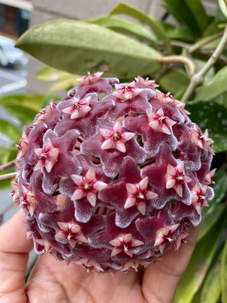 Hoya pubicalyx 'Red Button' Unrooted Stem Cuttings