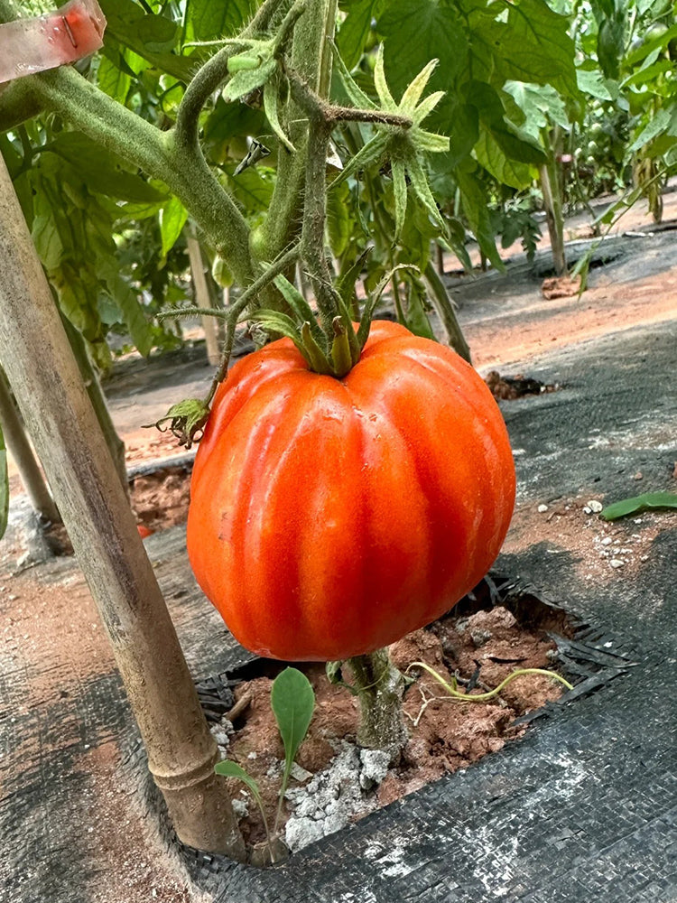 Camille Tomato