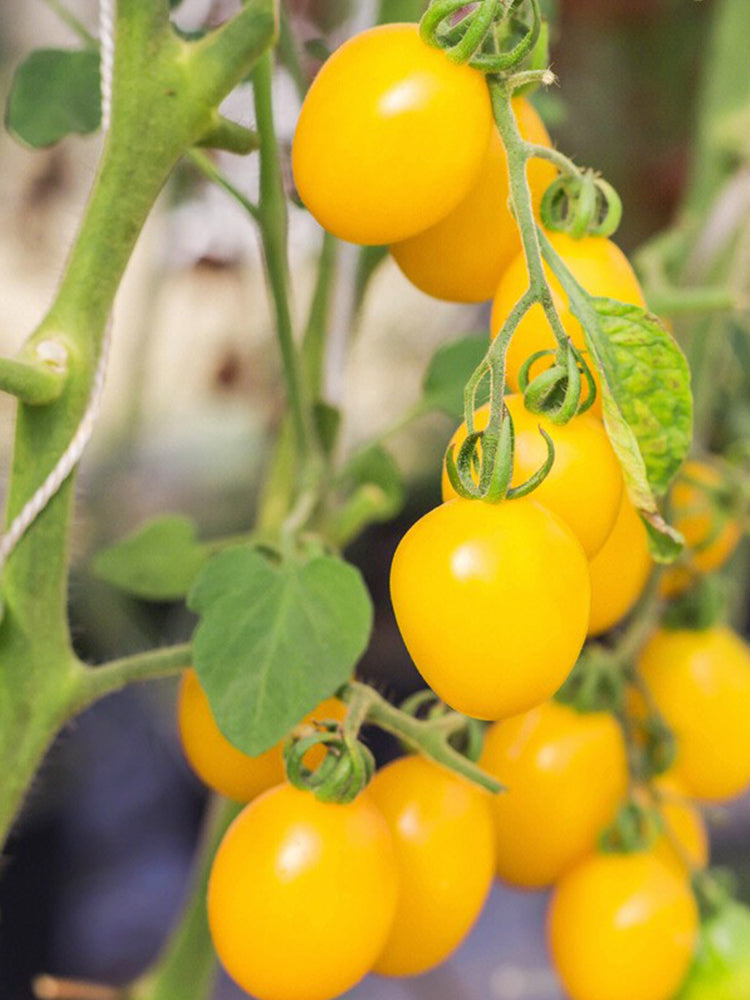 ‘Yellow Millennium’ Cherry Tomatoes