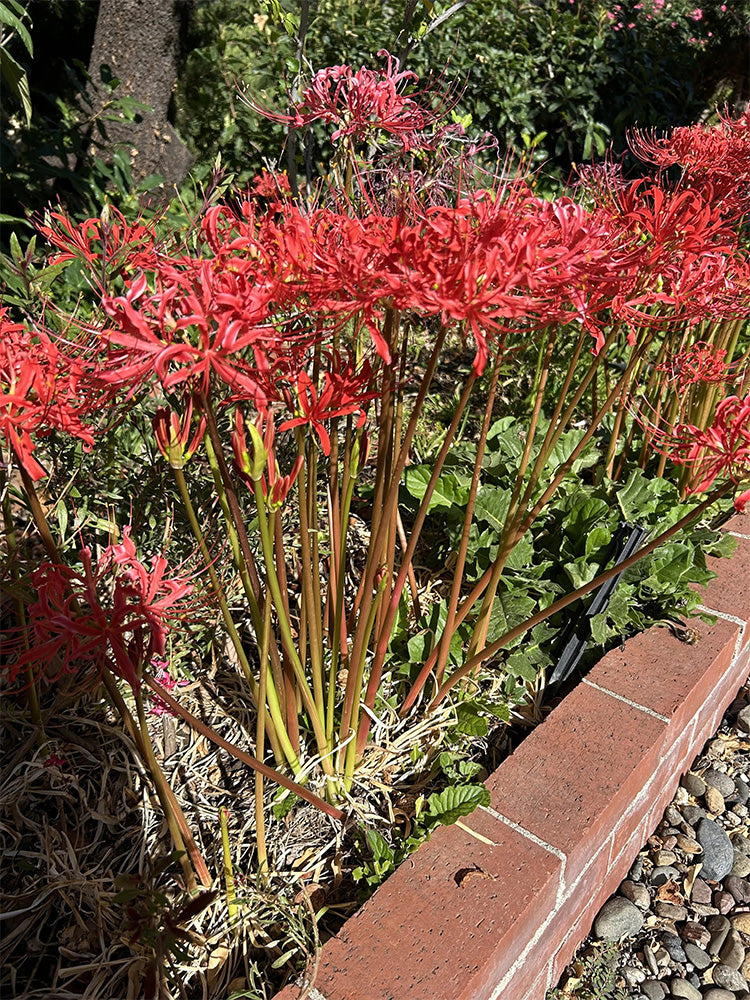 Red Spider Lily