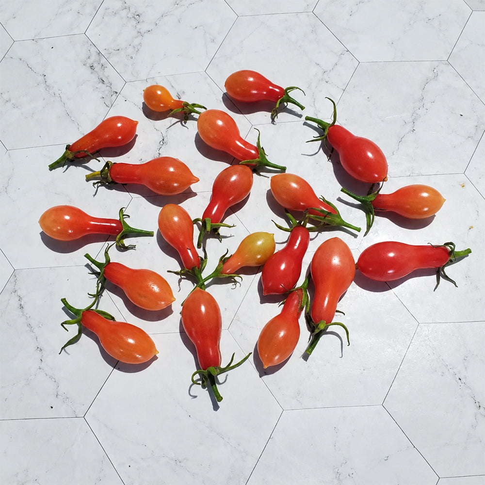 32 Elf's Tear F7 Tomato