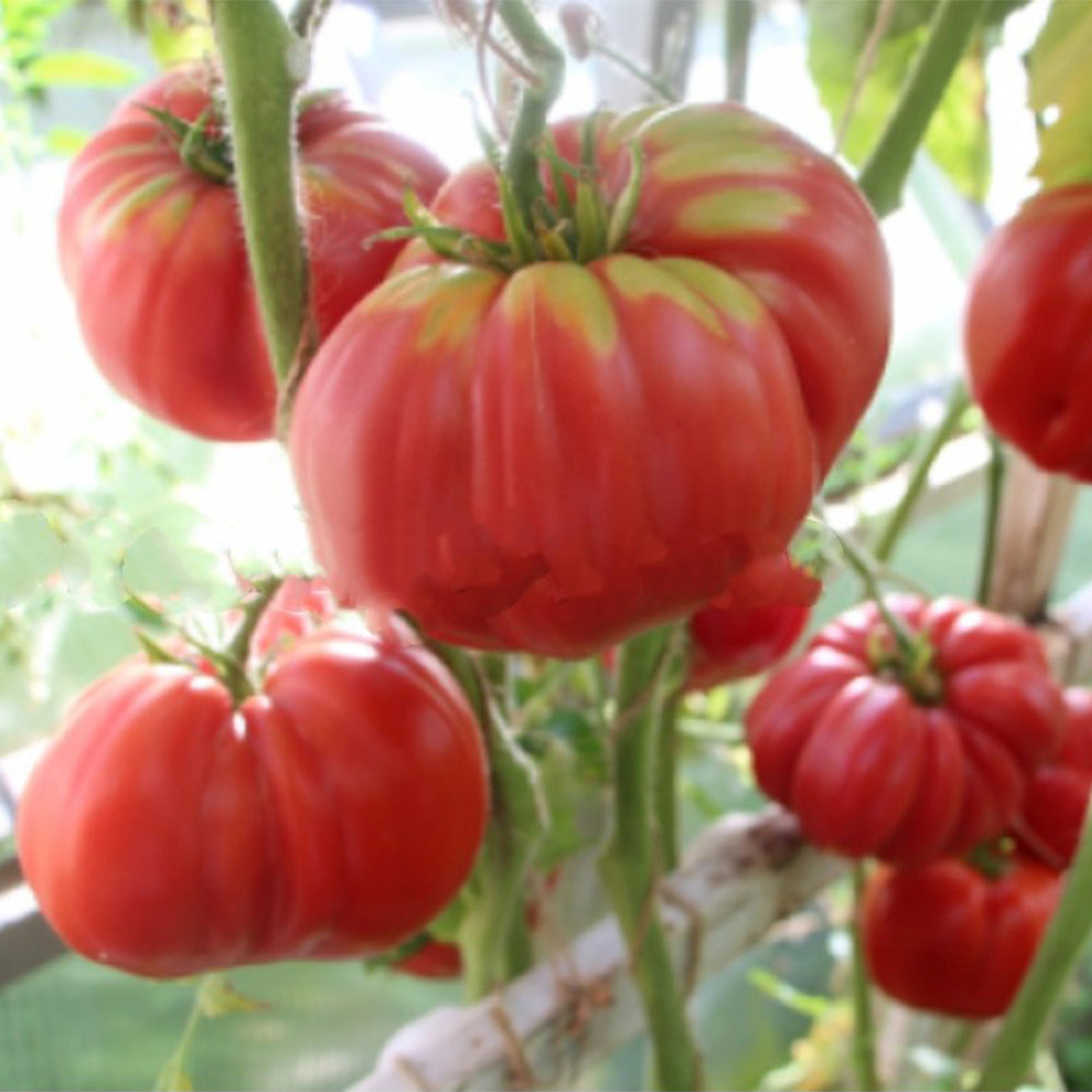 161 Michael's Portuguese Monster Tomato