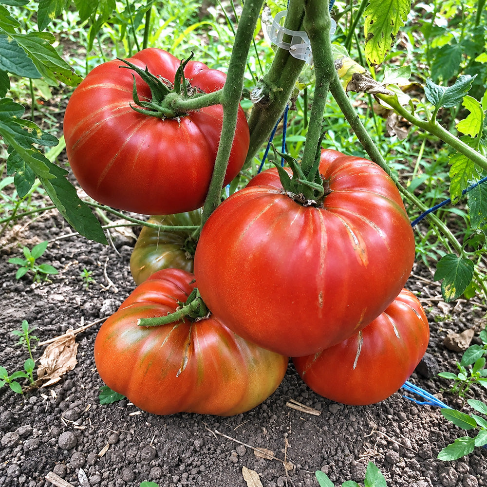 225 Vova Putin Tomato