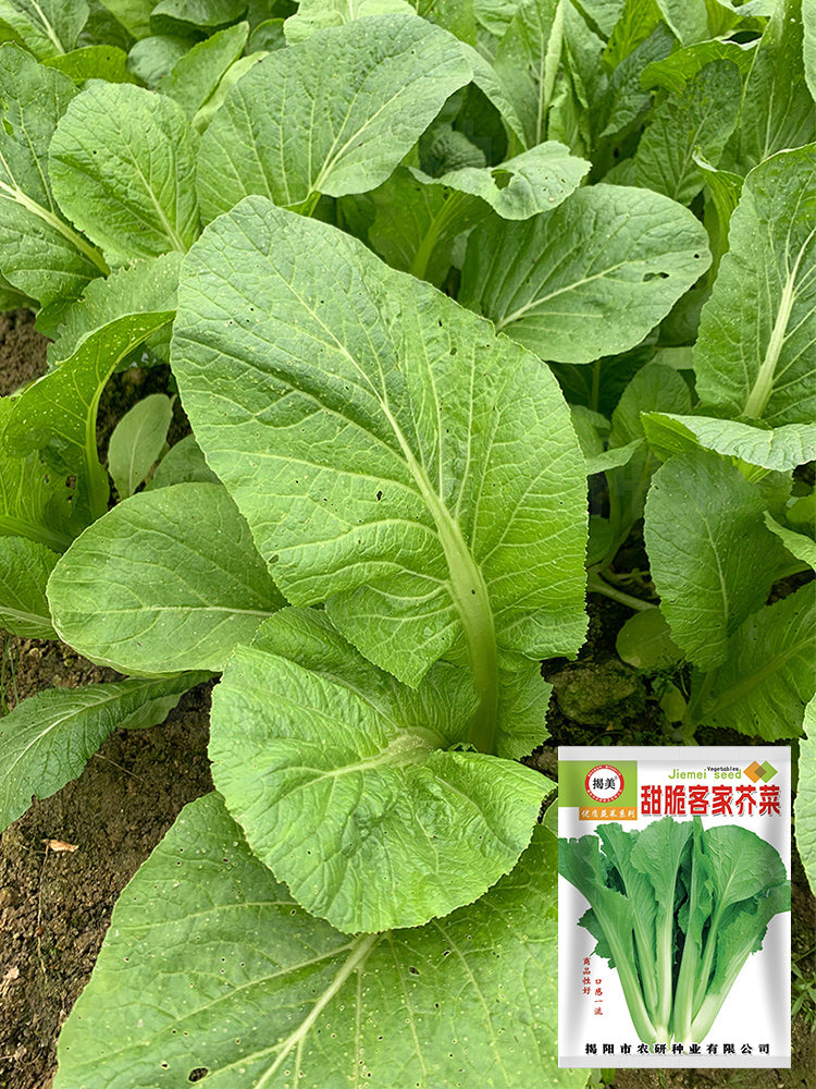 Kongkong Hakka Mustard