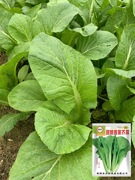 Kongkong Hakka Mustard