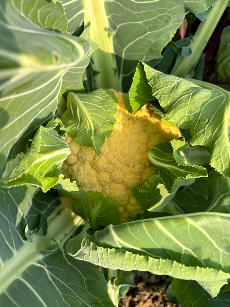Jin Buhuan Cauliflower