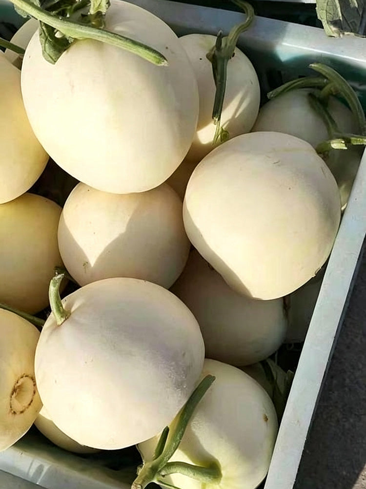 Shengyu No.1 F1 Melon