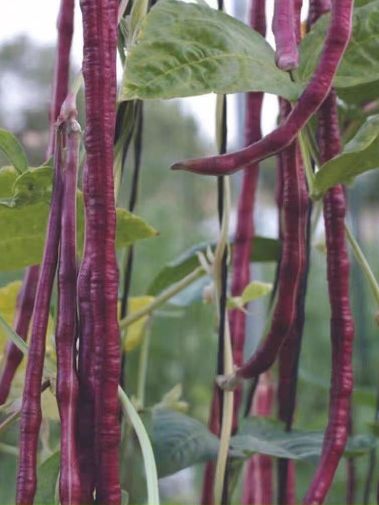 Spring-Autumn Red Cowpea