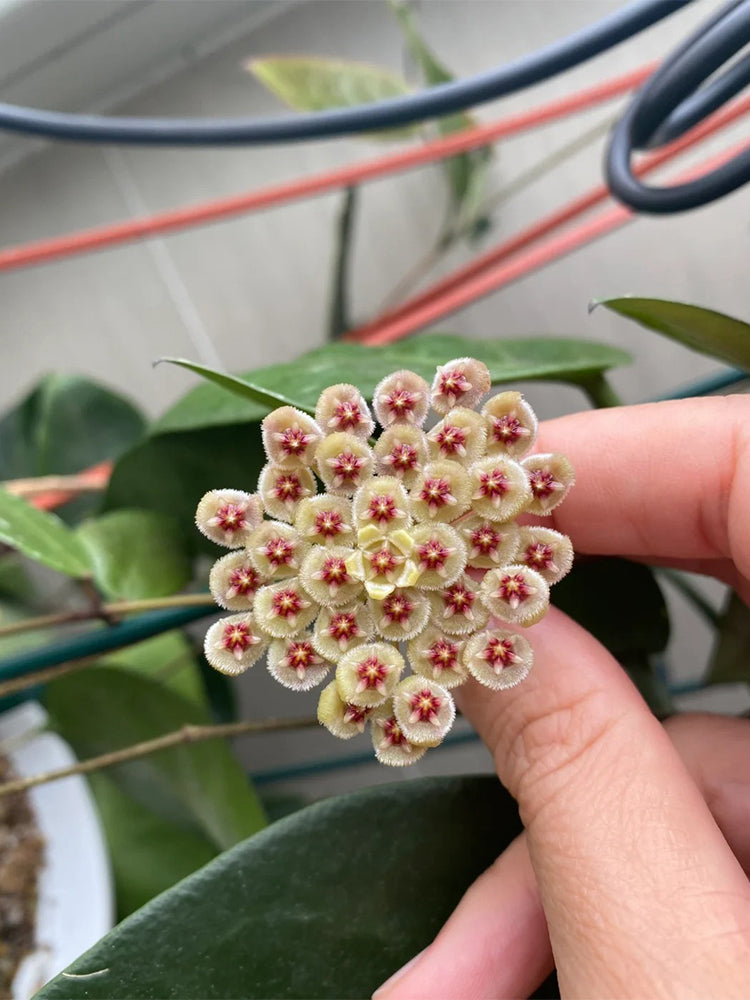Hoya walliniana 'Dark Leaf Splash' Unrooted Stem Cuttings