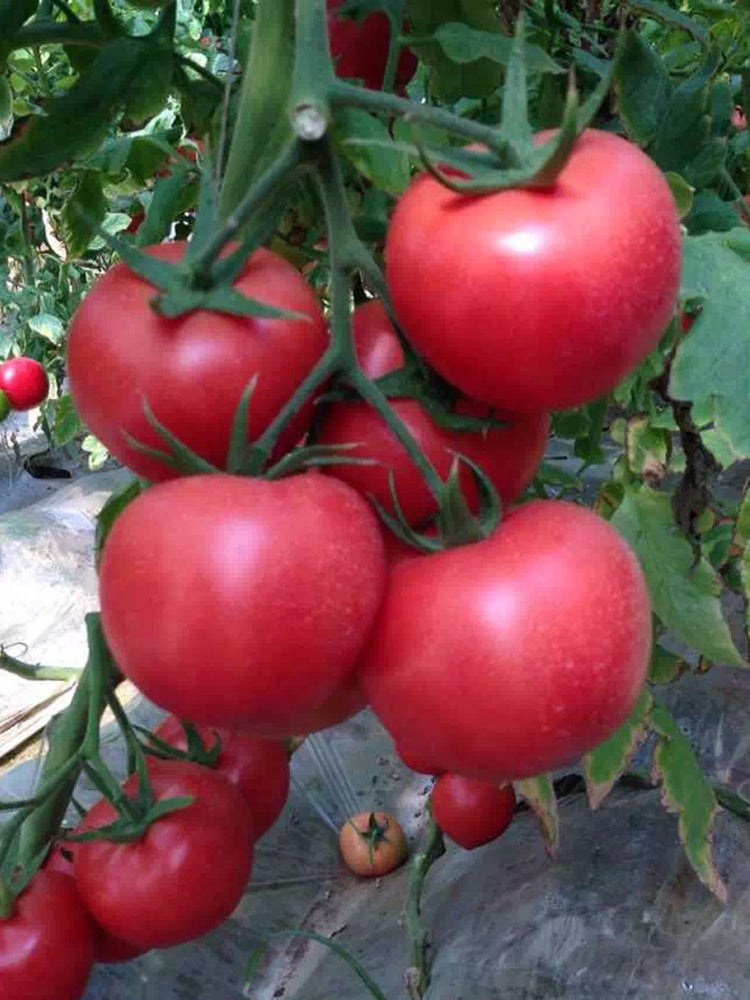 Kuwait No.4 Pink Tomato Hybrid Seeds