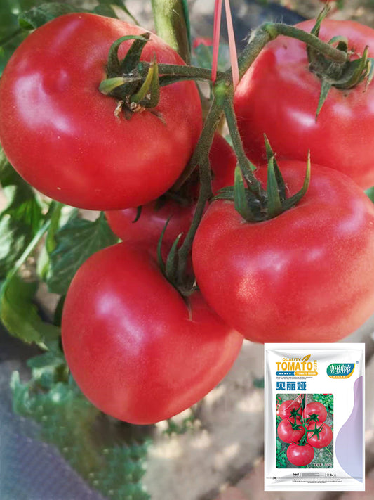 Belia Tomato