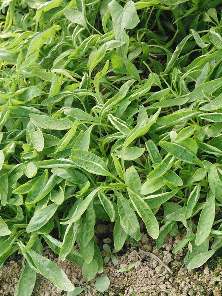 Willow-Leaf White Amaranth