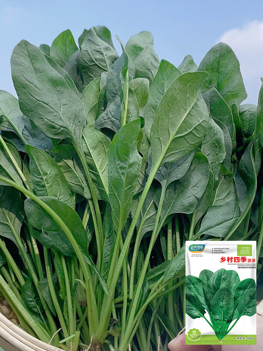 Four Seasons Spinach