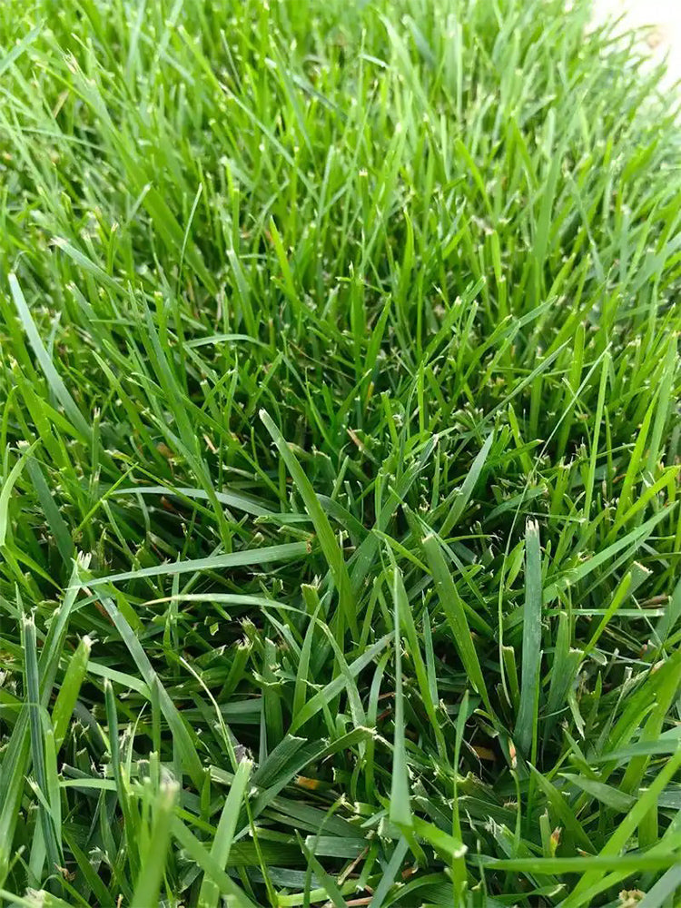 Poa pratensis 'Fargo BT'
