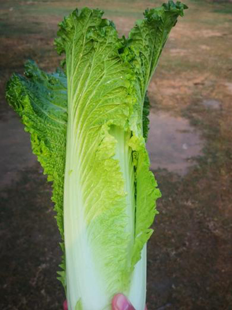 Tianjin Qingmaye Chinese Cabbage