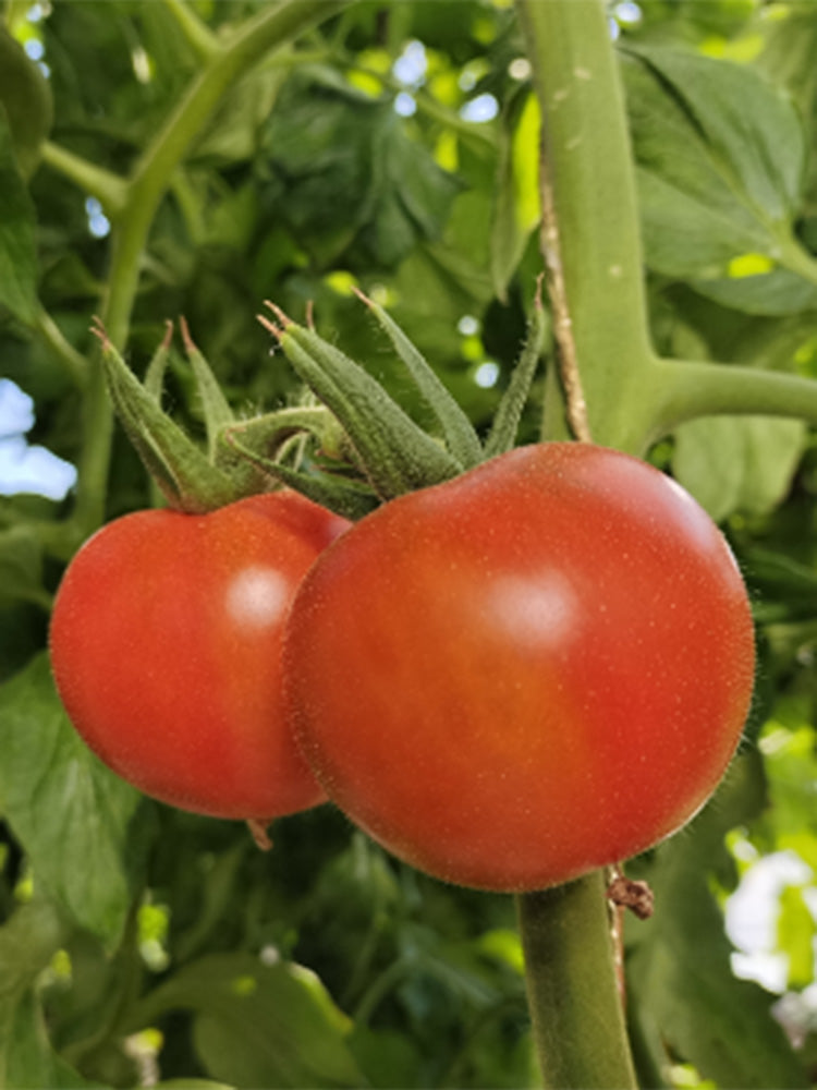 Hokkaido Fruit Tomato