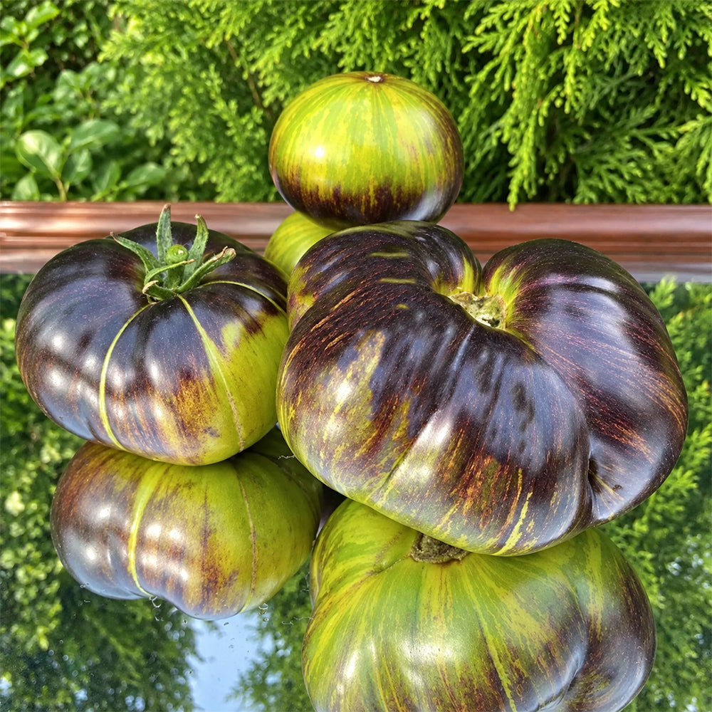 411 Xanadu Green Goddess Tomato