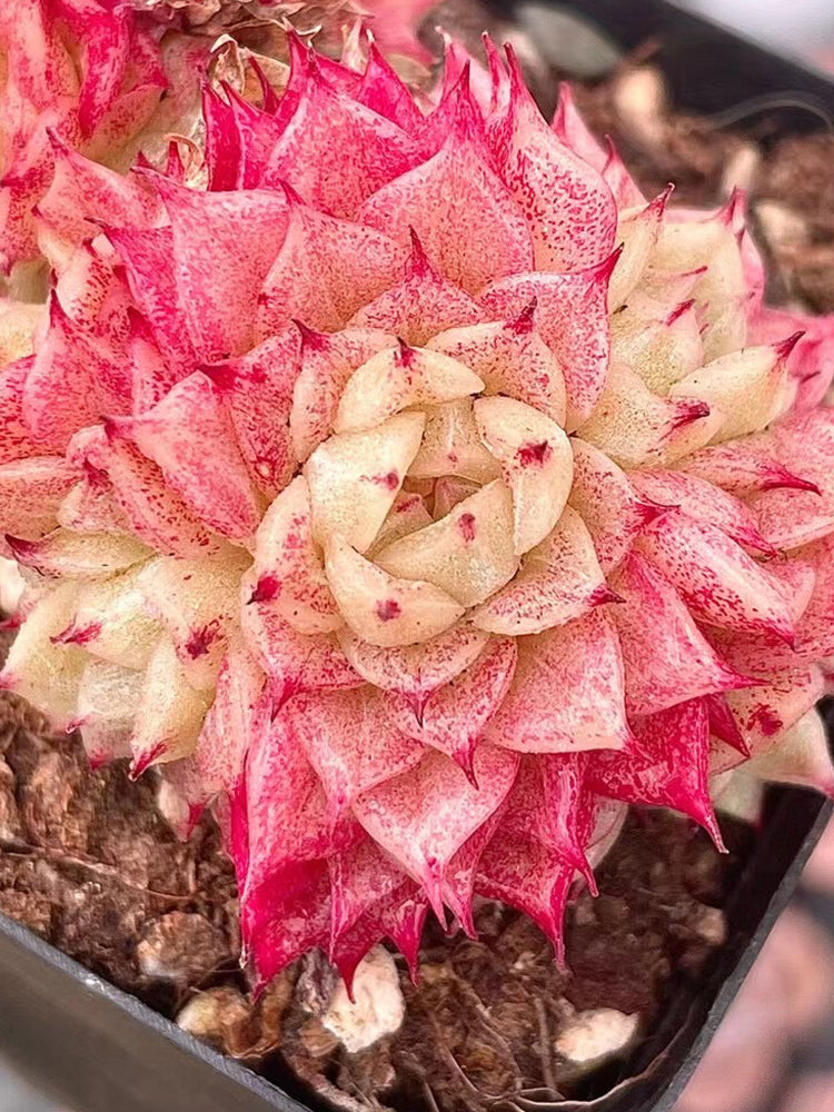 Echeveria 'Beninoturu'