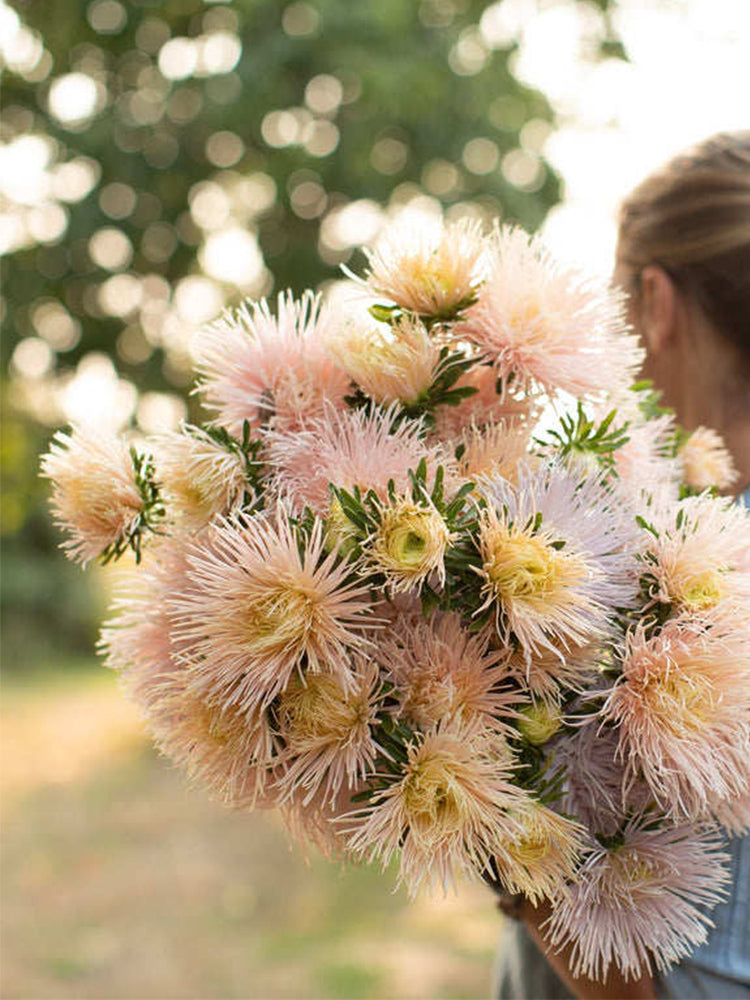 Aster 'Valkyrie Brunhilde Chamois'