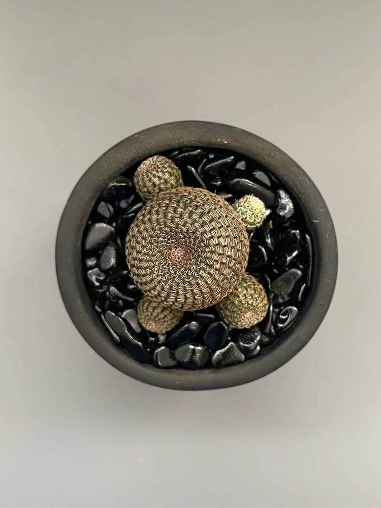 Rebutia heliosa