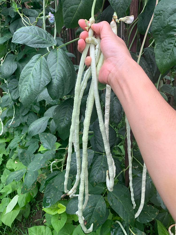 'Jiemei' Glossy White Long Bean