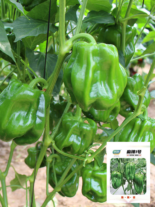 Wrinkled Spicy Pepper No.1 (Capsicum annuum)