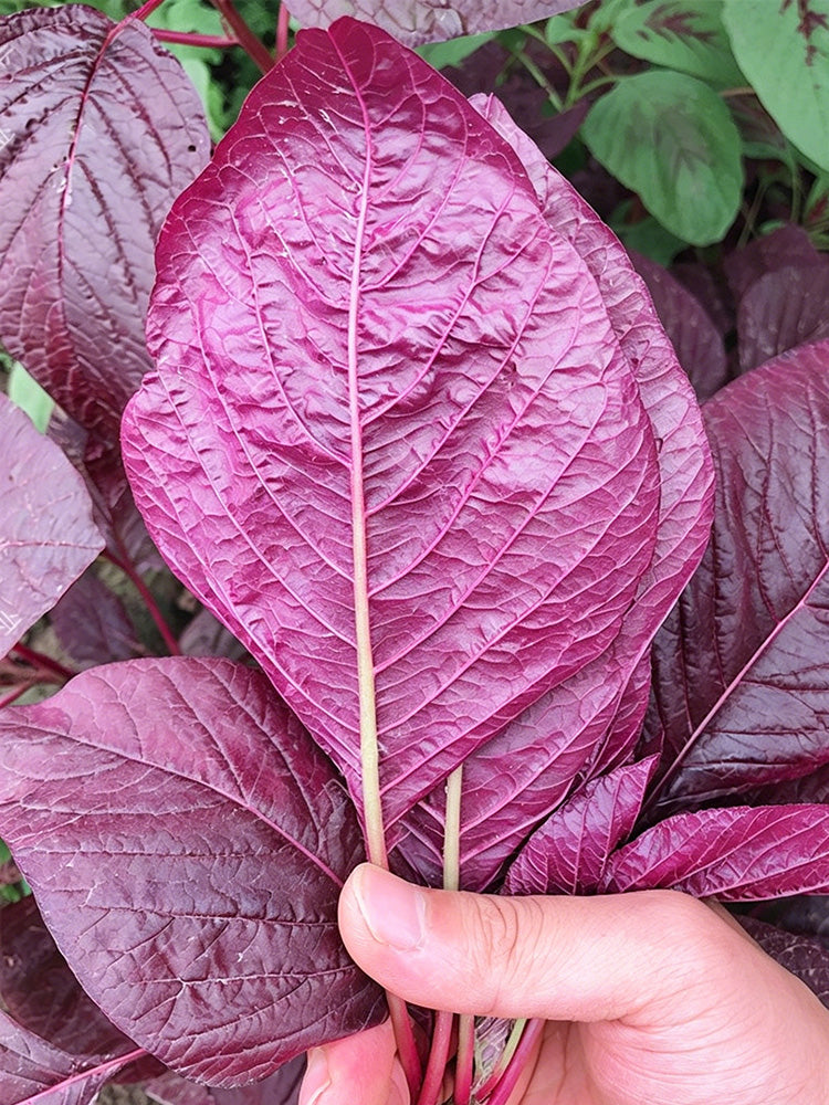 All-Red Round-Leaf Amaranth