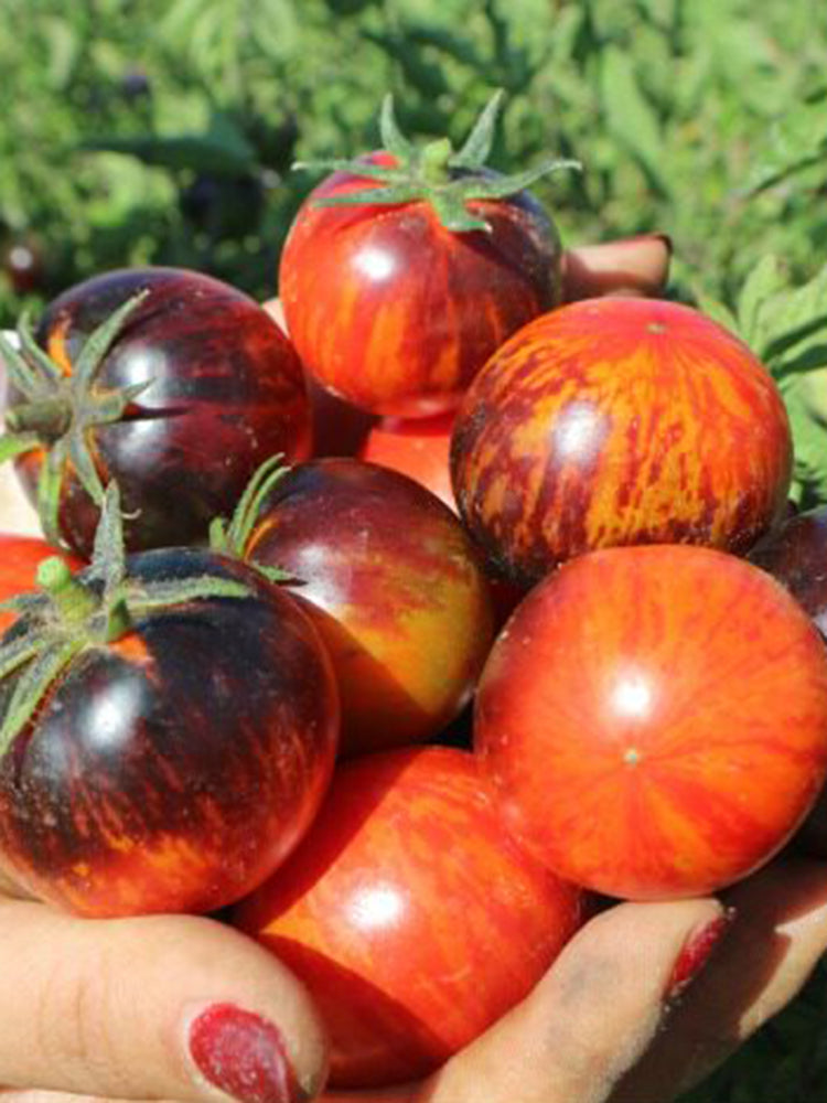 K Night Queen Tomato