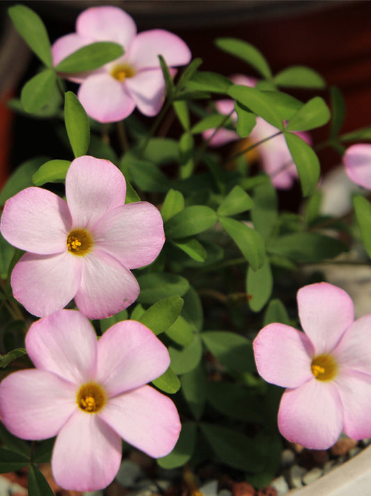 Oxalis obtusa Series Bulb - 'Haha'