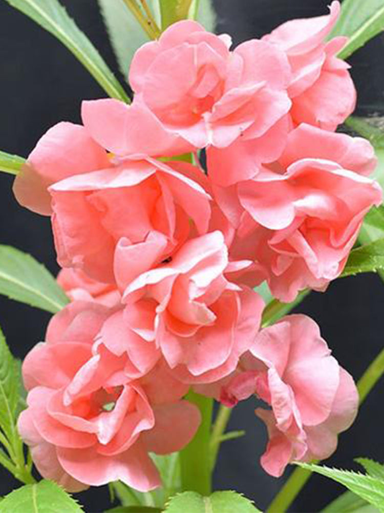 Pink Garden Balsam Double Flowers (Impatiens balsamena.L)
