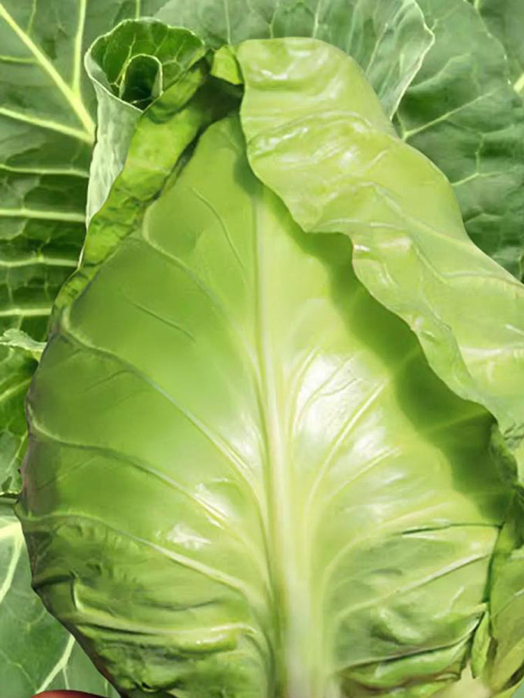 Oxheart Cabbage