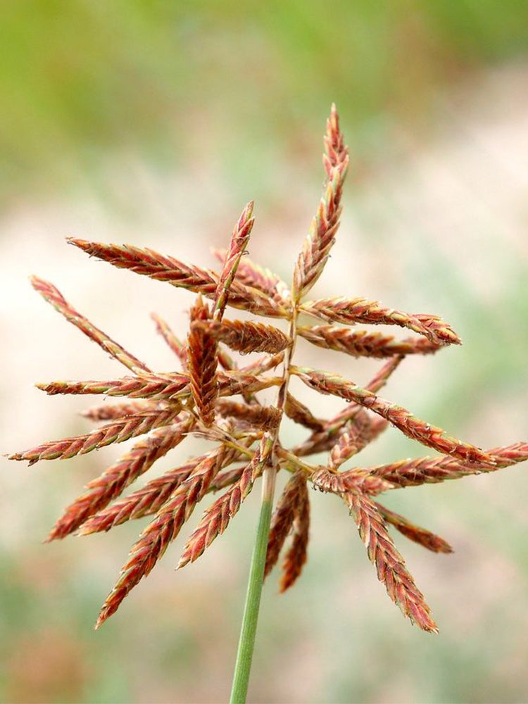 Nutgrass