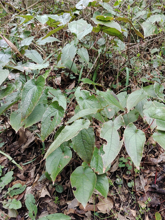 Epimedium Seedlings