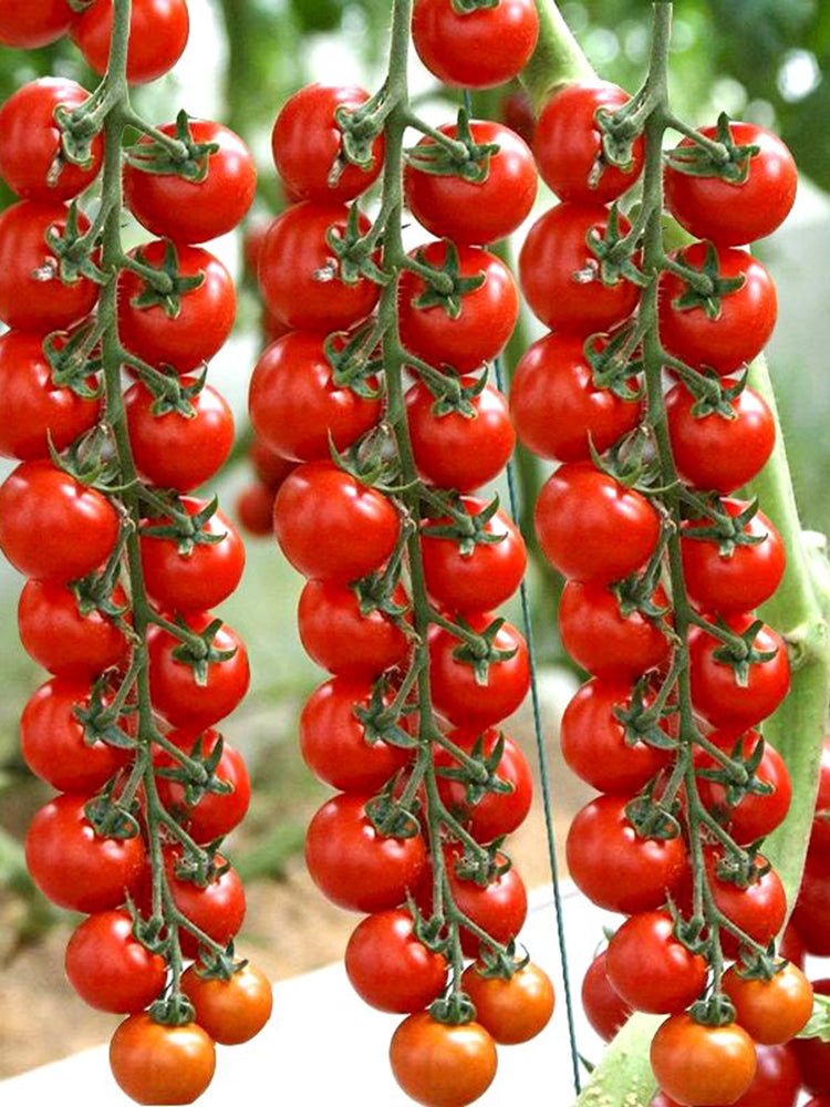 'Waterfall Red Cluster' Cherry Tomato