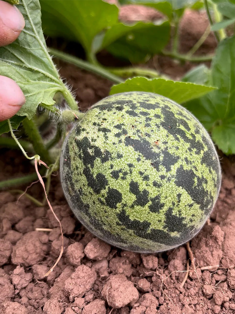 Queen Anne's Pocket Melon