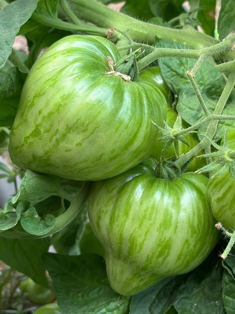 'Dwarf Stone Creek Heart' Tomato