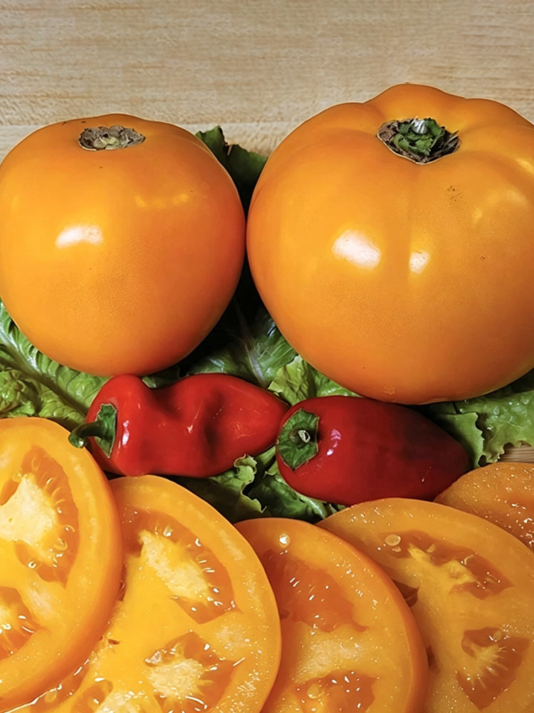 Amish Gold Tomato