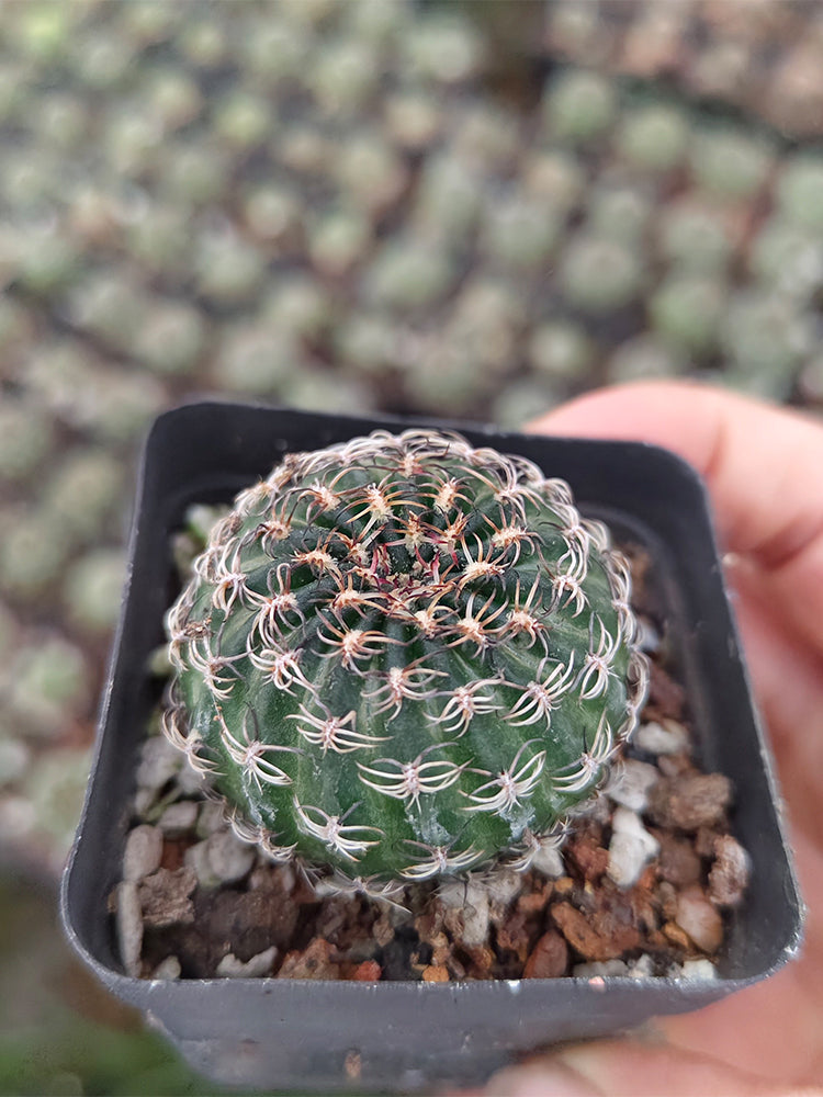 Lobivia famatimensis