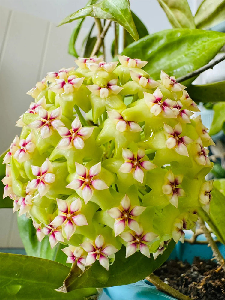 Hoya UT-033 Unrooted Stem Cuttings