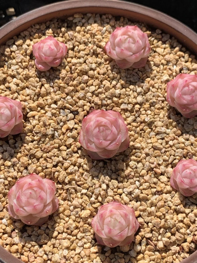 Echeveria cv. 'Pandora Queen'