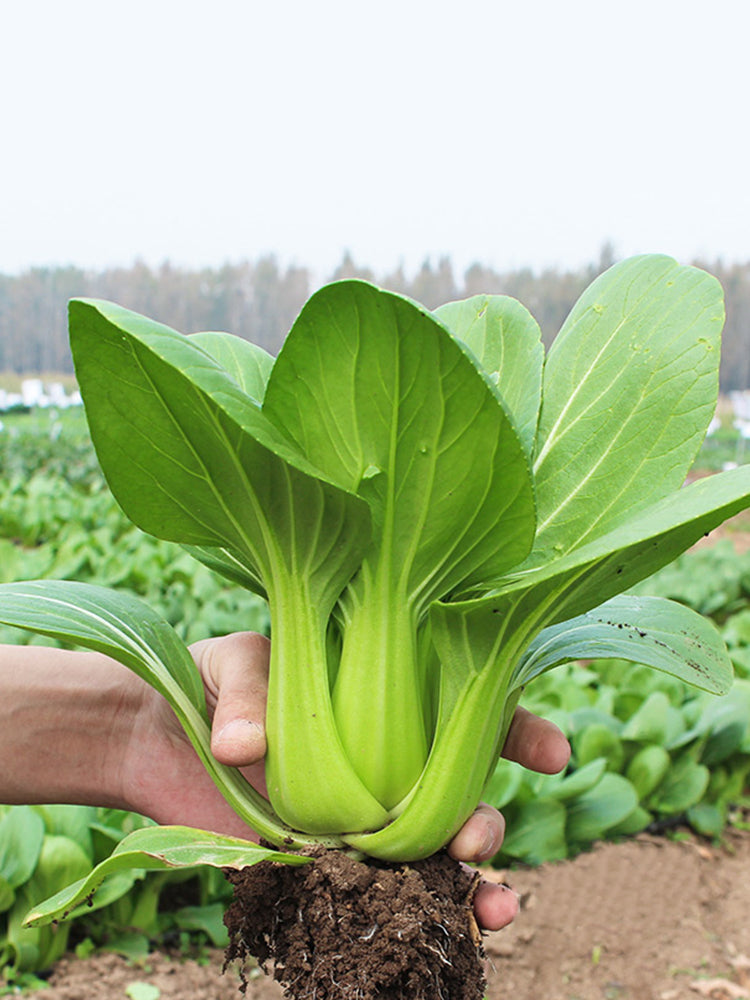 Shanghai Bok Choy