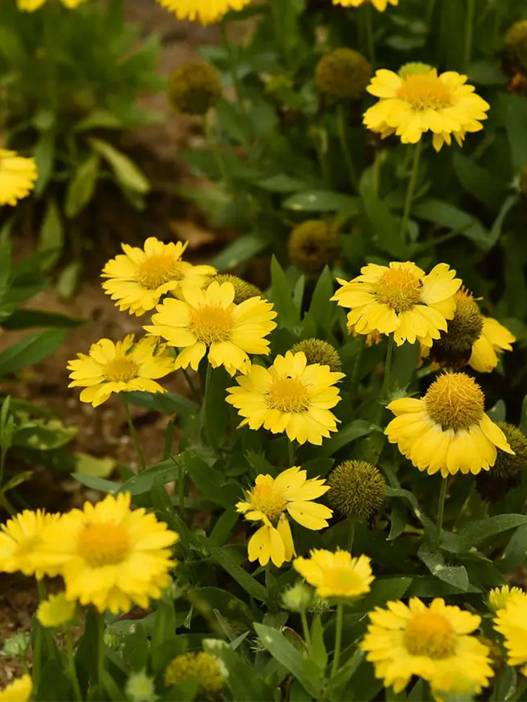 Perennial Gaillardia