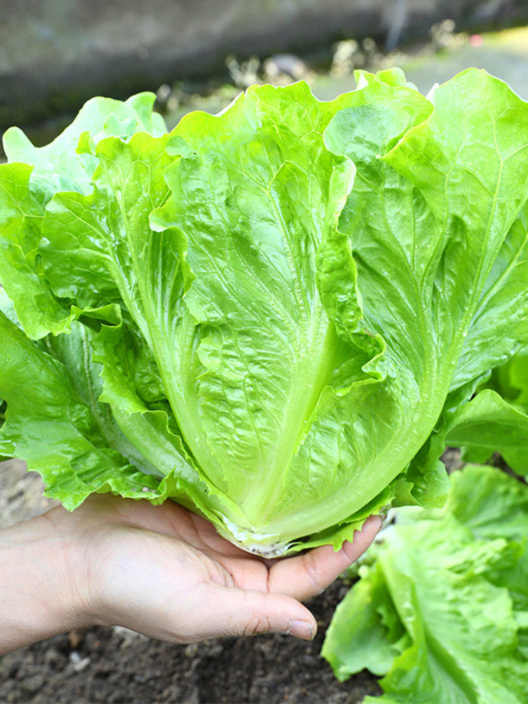 Italian Lettuce