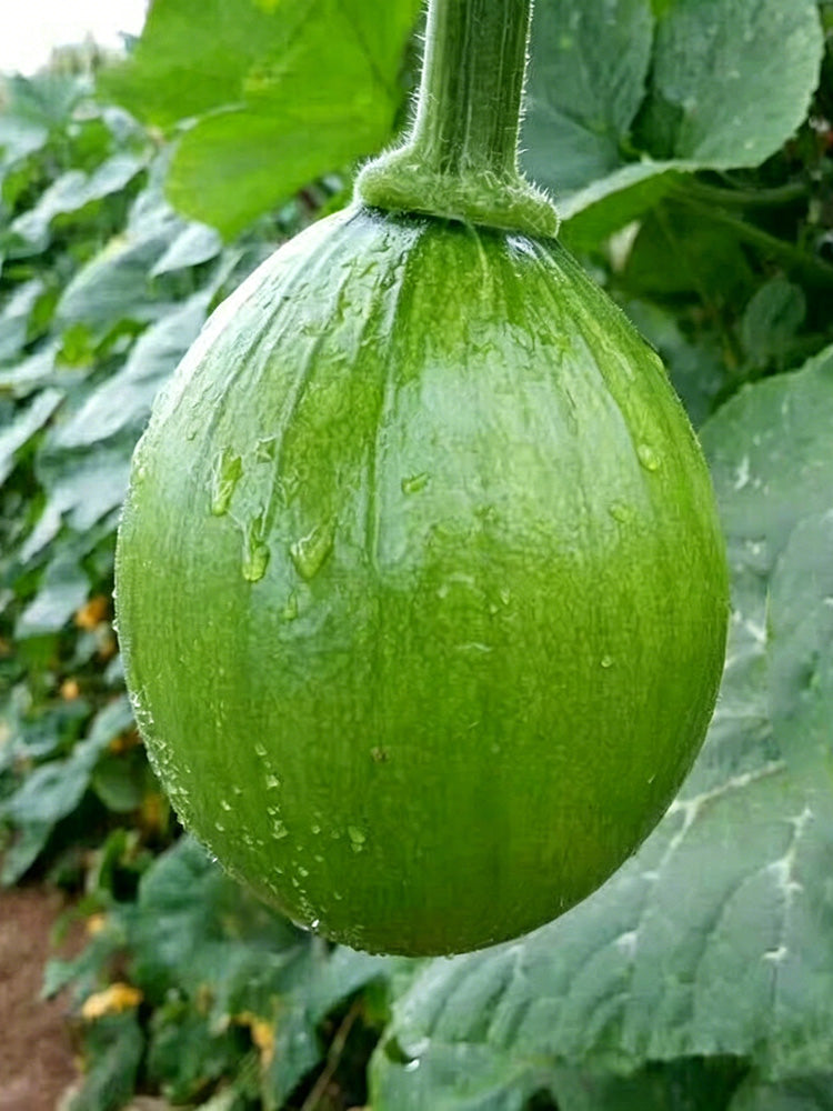 Mini Elf Pumpkin