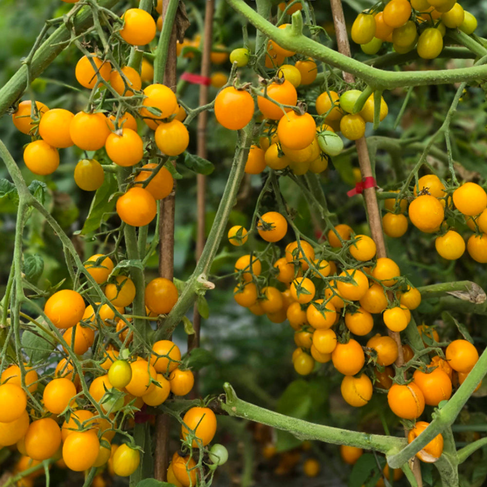 609 Summer Sun F10 Cherry Tomato