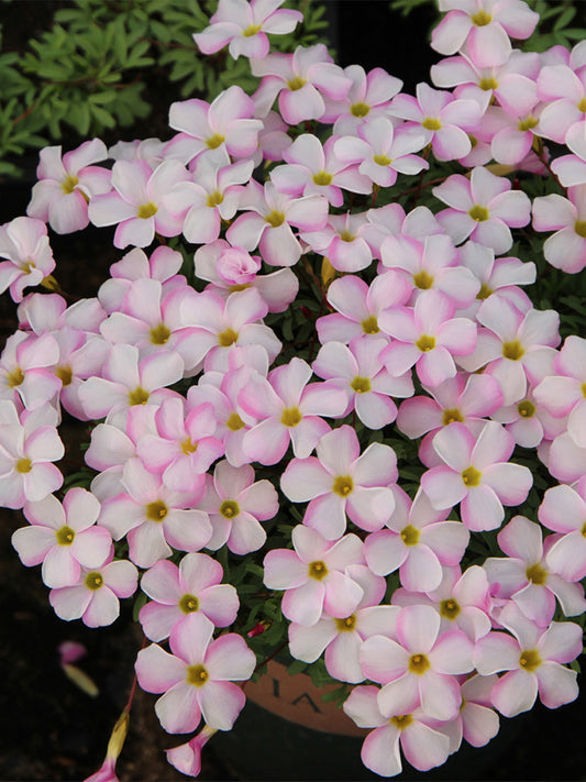 Oxalis glabra Series Bulb - 'Pink Snow'