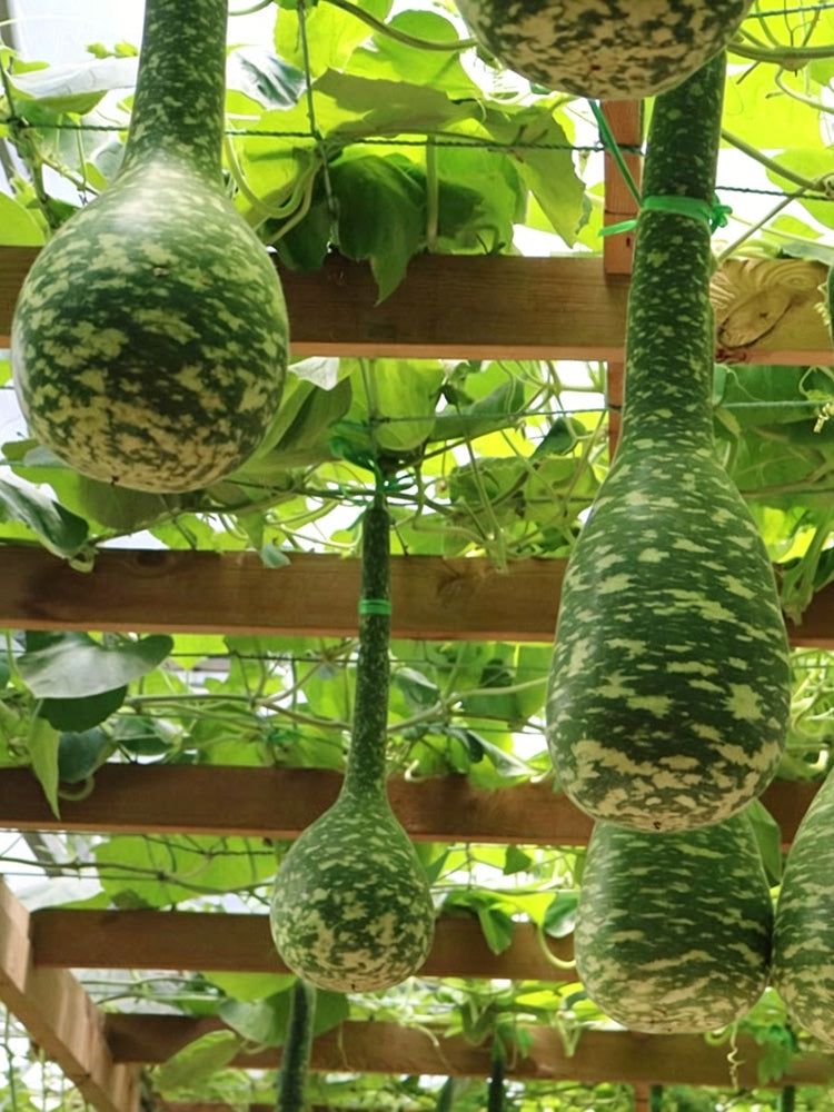 Swan Gourd